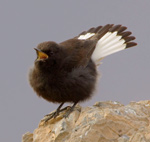 Black Wheatear – Oenanthe leucura