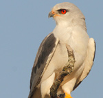 Black-winged Kite – Elanus caeruleus