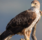 Bonelli’s Eagle – Aquila fasciatus