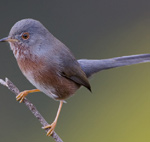 Dartford Warbler – Sylvia undata