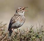 Dupont’s Lark – Chersophilus duponti