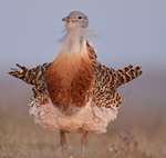 Great Bustard – Otis tarda