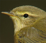 Iberian Chiffchaff – Phylloscopus ibericus