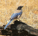 Iberian Magpie – Cyanopica cooki