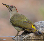 Iberian Woodpecker