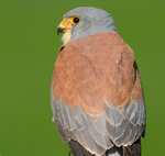 Lesser Kestrel – Falco naumanni