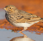 Lesser Short Toed Lark – Calandrella rufescens