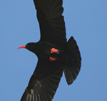 Red-billed Chough – Pyrrhocorax pyrrhocorax