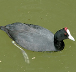 Red-knobbed Coot – Fulica cristata