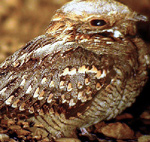 Red-necked Nightjar – Caprimulgus ruficollis