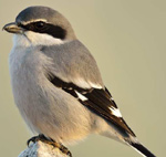 Southern Grey Shrike – Lanius meridionalis