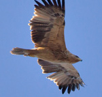 Spanish Imperial Eagle – Aquila adalberti