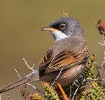 Spectacled Warbler – Sylvia conspicillata