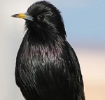 Spotless Starling – Sturnus unicolor