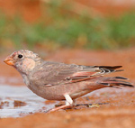 Trumpeter Finch – Bucanetes githagineus