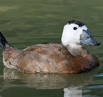 White-headed Duck – Oxyura leucocephala