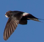 White-rumped Swift – Apus caffer