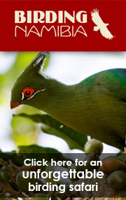Go birding with our friends