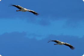White Stork - Aiguamolls de l'Empordà