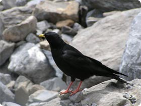 Alpine Chough - Ordesa National Park