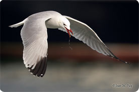 Audouin's Gull - Birding in Southern Mallorca