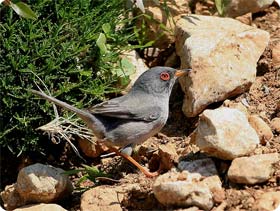 Balearic Warbler Sylvia balearica - Birding in Mallorca