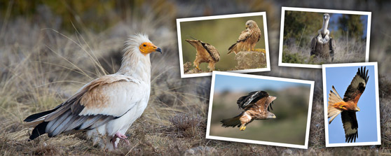 Ekyptian Vulture Hide