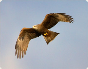 Black Kite - Sierra de Guara West