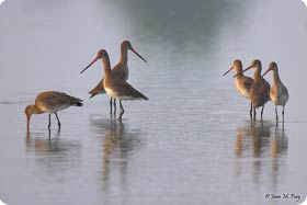 Black Tailed Godwit - The Ebro Delta