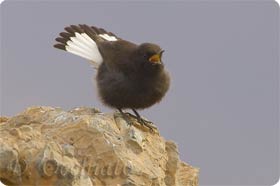 Black Wheatear may occur in Faió Itinerary