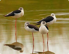 Black-winged stilts can be seen along the Cortalet itinerary in the Aiguamolls