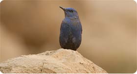 Blue Rock Thrush - Garraf