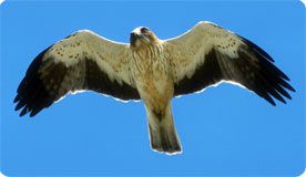 Booted Eagle - The Tramuntana Range, Mallorca