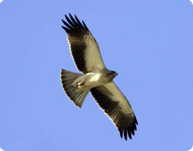 Booted Eagle - Bujaraloz Birding Experience