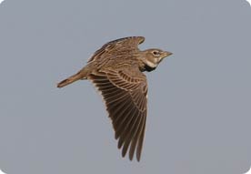 Drylands of Lleida - Calandra Lark