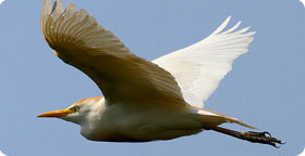 Cattle Egret - Aiguamölls Natural Park