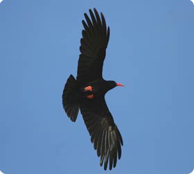 Red-billed Chough - Birding in els Ports