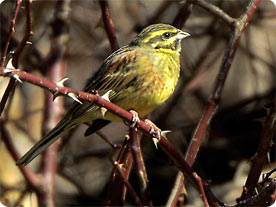 Cirl Bunting - The Tramuntana Range, Mallorca