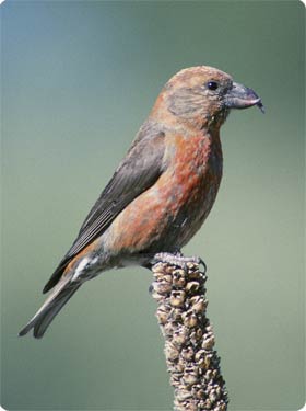 Forest Birds like Crossbill can be seen in the pinewoods