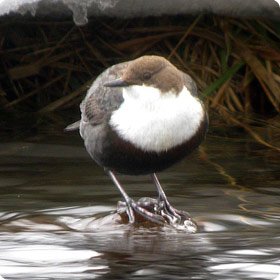 Dipper - Aigüestortes National Park East