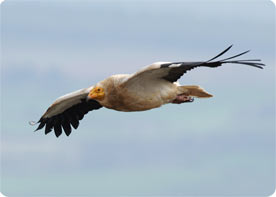 Keep an eye out for raptors such as Booted Eagle and even the ocasional Black Vulture or Egyptian Vulture