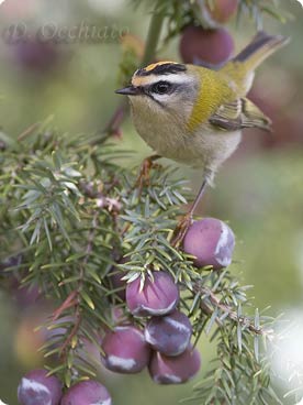 Firecrest