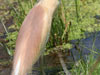 19. Squacco Herons are numerous in parts of the Ebro Delta.  