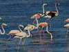 20.  Thousands of Greater Flamingos now breed in the Ebro Delta. 