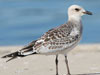 21. A first-year Mediterranean Gull. 