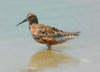 22. Curlew Sandpipers pass through the Ebro Delta regularly on passage. 