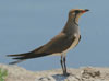 47. The Ebro Delta is the only site for breeding Collared Pratincoles. 