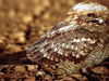 51. Birding at dusk has its rewards: a Red-necked Nightjar for instance!  