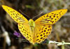 52. When birding in els Ports butterflies are another attraction in the summer. 