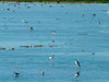 53. Flooded ricefields are attractive to waders.  